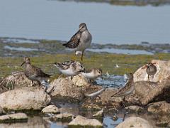129 ILE DE OUESSANT_000052
